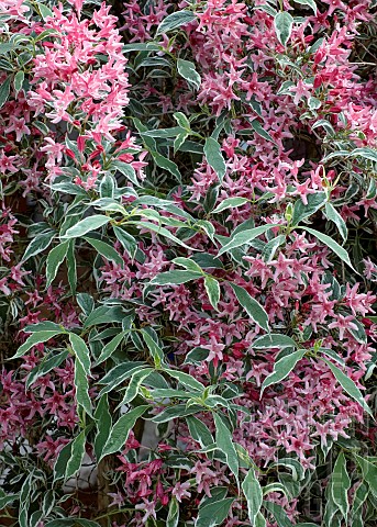 Weigela_florida_Variegata_a_decidous_shrub_with_pink_spring_flowers_and_green_and_white_variegated_f