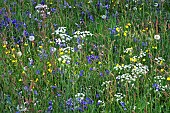 Wildflower Meadow in spring at Shugborough Parkland Staffordshire