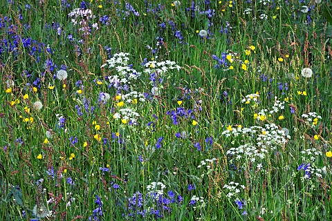 Wildflower_Meadow_in_spring_at_Shugborough_Parkland_Staffordshire