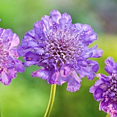 Scabiosa columbaria Butterfly BluePicushion