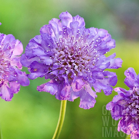 Scabiosa_columbaria_Butterfly_BluePicushion