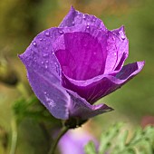 Shrub Alyogyne huegelii Blue Hibiscus Lilac Hibiscus