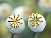 Perennial Papaver somniferum Opium Poppy seed heads