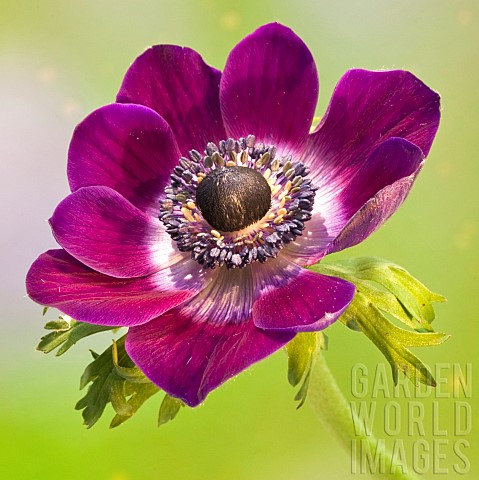 Perennial_Anemone_Coronaria_Windflower_flowers_in_spring_at_High_Meadow_garden_Cannock_Wood_in_Staff
