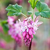 Ribes Flowering currant