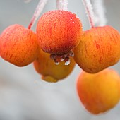 Frosted berries in winter