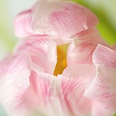Plant Portrait Tulip in bud