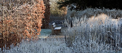 Frosted_winter_foliage