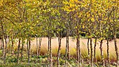 Betula nigra black birch  river birch