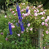 Roses and perennials in colourful garden in summer