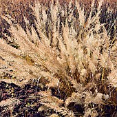 Grasses and Seedheads Autumn Colour