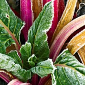 Frosted leaves and stems of red swiss chard