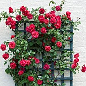 Rose Rosa Grandessa