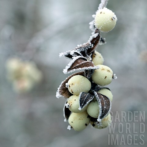 Snowberries_frosted_in_winter
