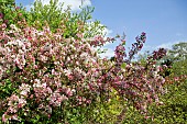 Apple blossom Marlus deciduous tree