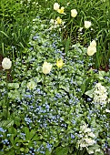 Borders with spring flowers of white and yellow tulips and blue for-get-me-nots