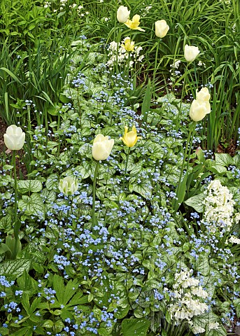 Borders_with_spring_flowers_of_white_and_yellow_tulips_and_blue_forgetmenots