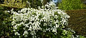 Exochorda × macrantha The Bride