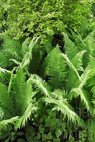 Mixed_planting_of_green_foliage_of_ferns_shrubs_and_ivy