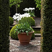 Balls of buxus sempervirens flanked by white tulips in ornate terracotta pots
