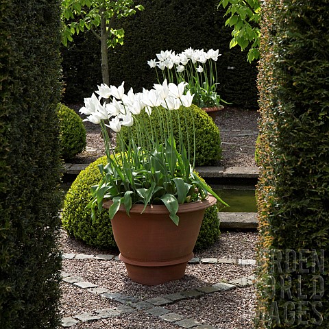 Balls_of_buxus_sempervirens_flanked_by_white_tulips_in_ornate_terracotta_pots