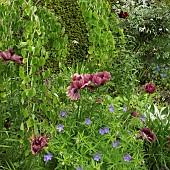 Border of herbaceous perennials, mature shrubs and trees