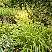 Mixed border of ornamental grasses and herbaceous perennials  June