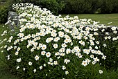 Leucanthemum Vulfare Ox-eye Daisy