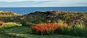 Crocosmia Montbretia in beautiful coastal location Trearddur Holy Island Anglesey