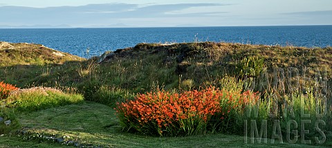 Crocosmia_Montbretia_in_beautiful_coastal_location_Trearddur_Holy_Island_Anglesey