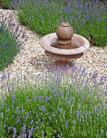 Lavender_planted_at_four_corners_of_gravel_area_with
