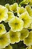 PETUNIA POTUNIA YELLOW