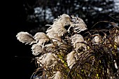 MISCANTHUS SEED HEADS IN WINTER