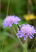 SCABIOSA CAUCASICA WITH INSECT FEEDING ON THE FLOWER