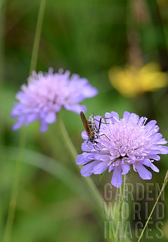 SCABIOSA_CAUCASICA_WITH_INSECT_FEEDING_ON_THE_FLOWER