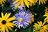 ASTER MONCH WITH RUDBECKIA