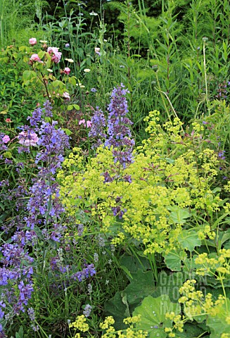 NEPETA_AND__ALCHEMILLA_