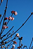 VIBURNUM FRAGRANS,  WINTER FLOWERING SHRUB