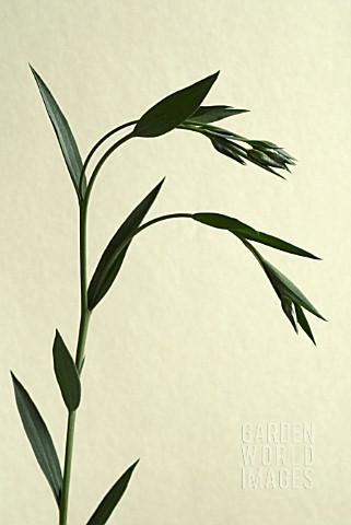 LINUM_BIENNE__PALE_FLAX__FLOWER_BUDS_AND_LEAVES