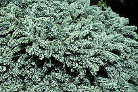 PICEA_PUNGENS