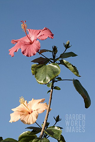 HIBISCUS_ATHENE_BLOOMS_OF_TWO_COLOURS_ON_SAME_PLANT