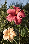 HIBISCUS ATHENE, BLOOMS OF TWO COLOURS ON SAME PLANT