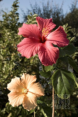 HIBISCUS_ATHENE_BLOOMS_OF_TWO_COLOURS_ON_SAME_PLANT
