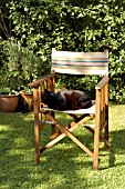 CAT SITTING ON CHAIR IN DAPPLED SHADE.