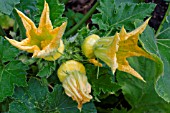 SCALLOP SQUASH, FLOWERS AND GROWING VEGETABLES
