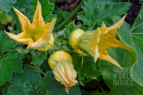 SCALLOP_SQUASH_FLOWERS_AND_GROWING_VEGETABLES