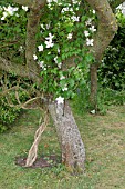CLEMATIS MONTANA ALBA CLIMBING AROUND THE TRUNK AND BRANCHES OF AN APPLE TREE