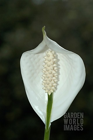 SPATHIPHYLLUM__PEACE_LILY