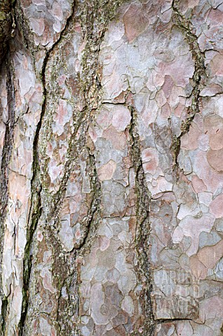 TREE_TRUNK_OF_THE_PINUS_PINASTER