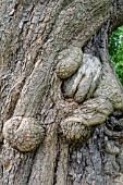 GNARLED TRUNK OF THE TREE CATALPA BIGNONIOIDES